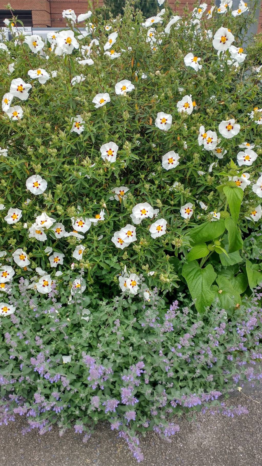 Rotary Open Gardens&nbsp;🏡